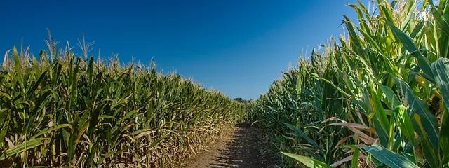pisstophercocken OnlyFans profile picture
