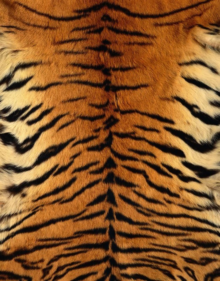 gaby_tiger OnlyFans profile picture