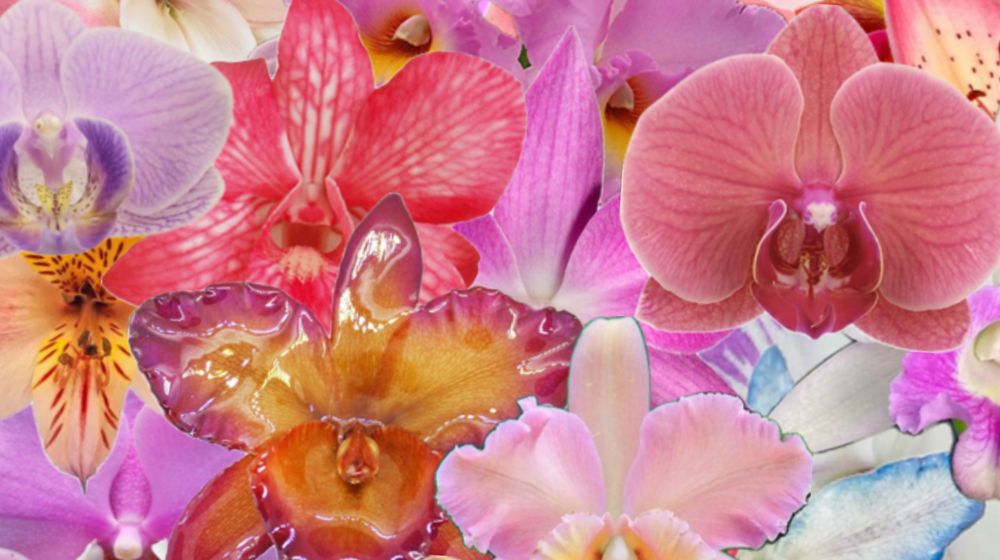 orchidgoddess4 OnlyFans profile picture