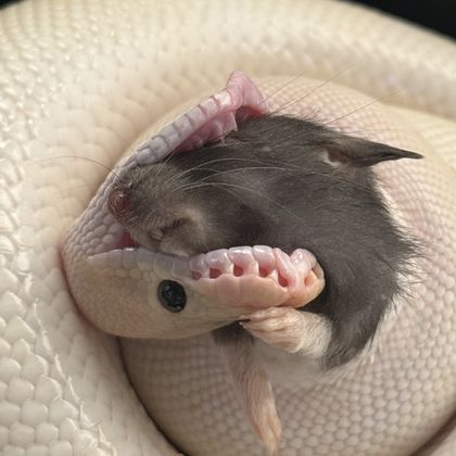 onlysnek OnlyFans picture