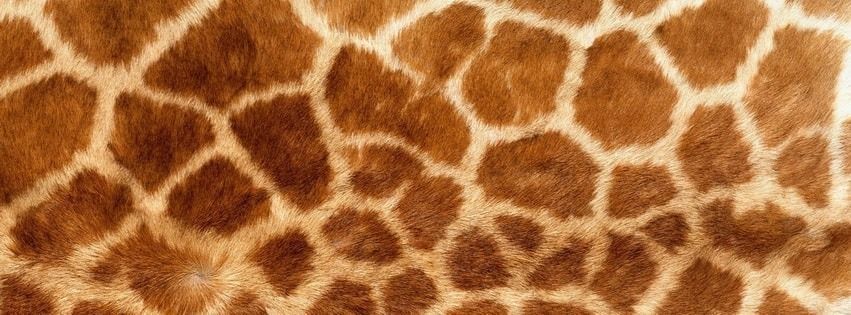 freeshortgiraffe OnlyFans profile picture