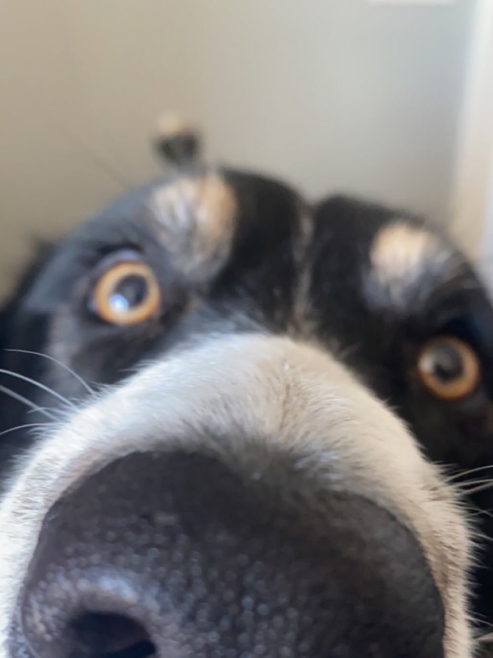 tailless OnlyFans profile picture