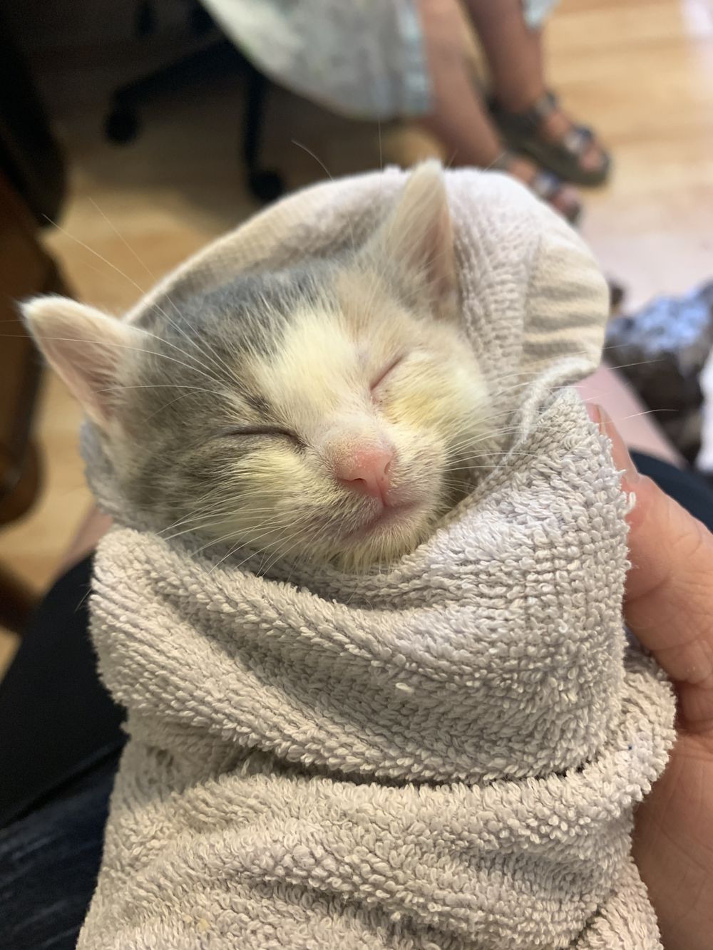 fosterkittymama OnlyFans profile picture