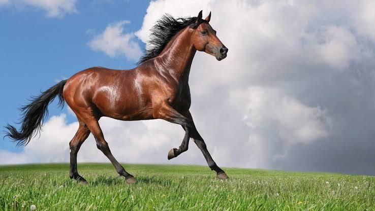 virginhorse OnlyFans profile picture