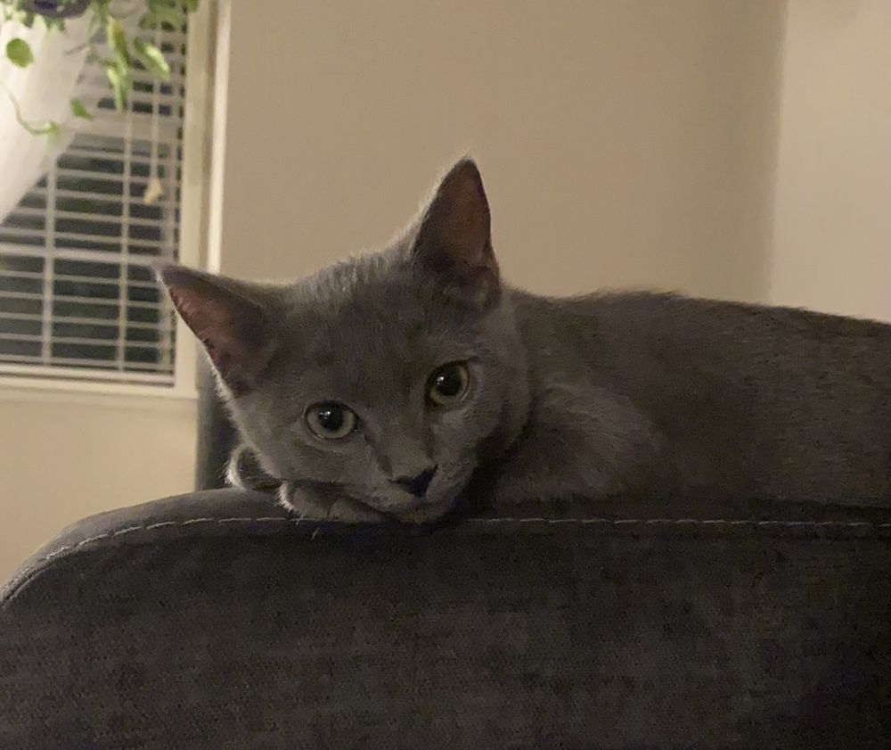 mishkooshkarooshka OnlyFans profile picture