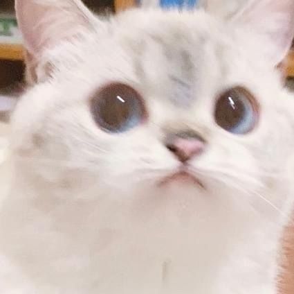 kwanmaiyuu OnlyFans profile picture