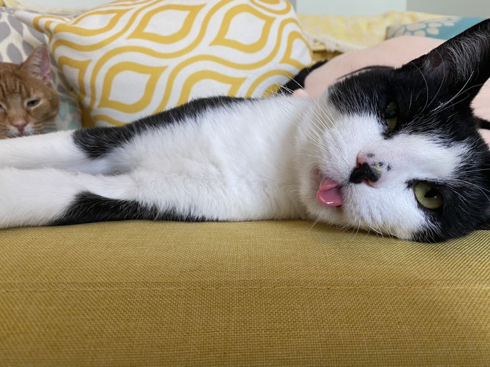 onlymycats OnlyFans profile picture