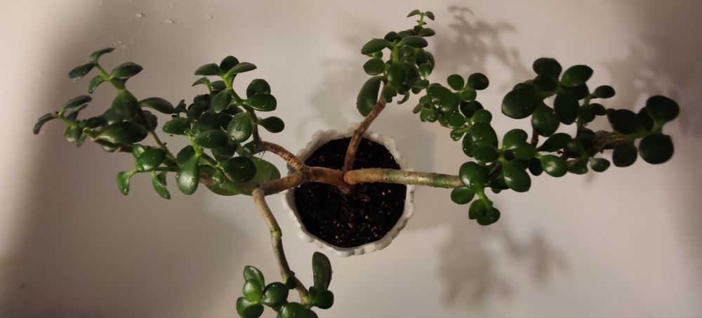seductivesucculents OnlyFans profile picture