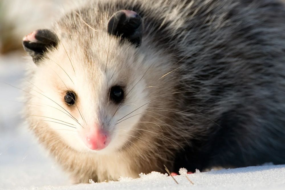 opossummypossum OnlyFans profile picture