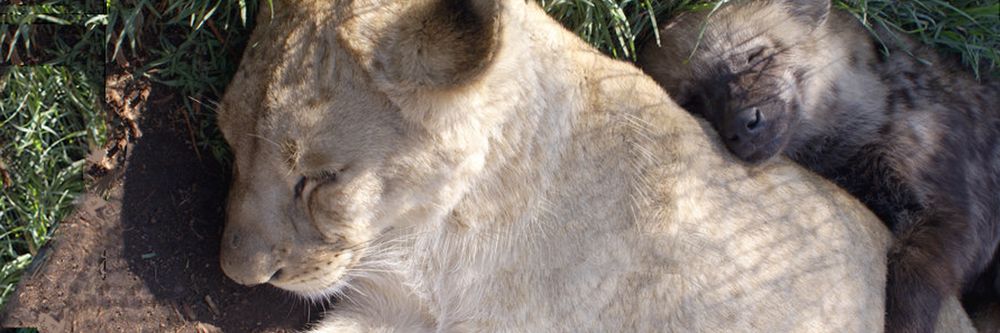 chunkyliger OnlyFans profile picture