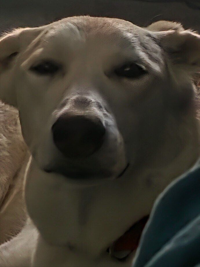 thegreenalchemist OnlyFans profile picture
