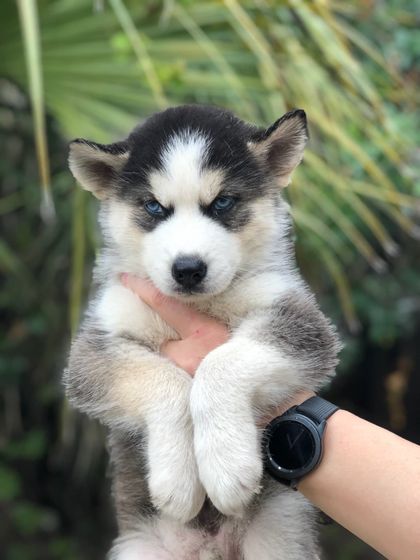 lokithehusky OnlyFans picture