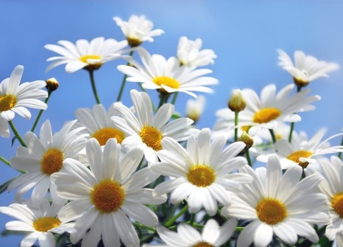 daisy1595 OnlyFans profile picture