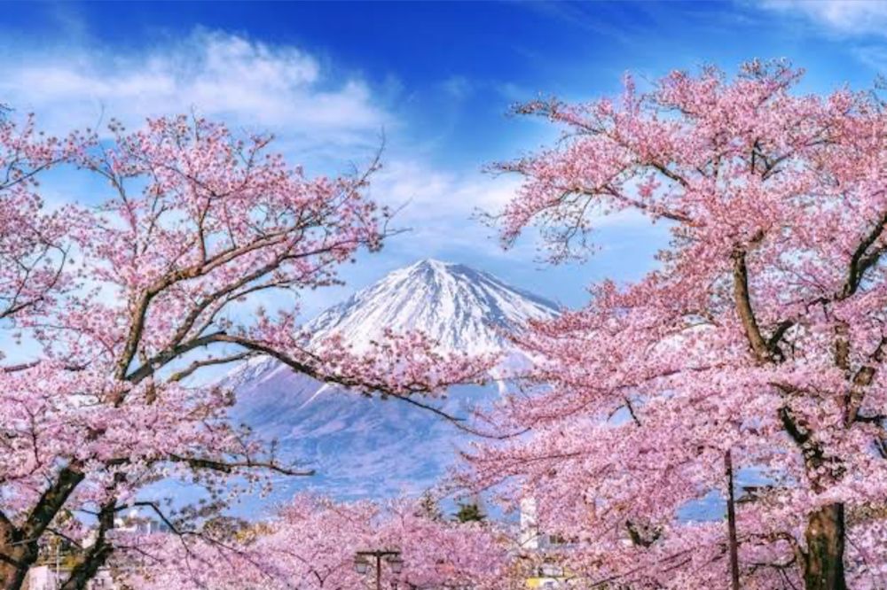 cherry_blossom_life OnlyFans profile picture