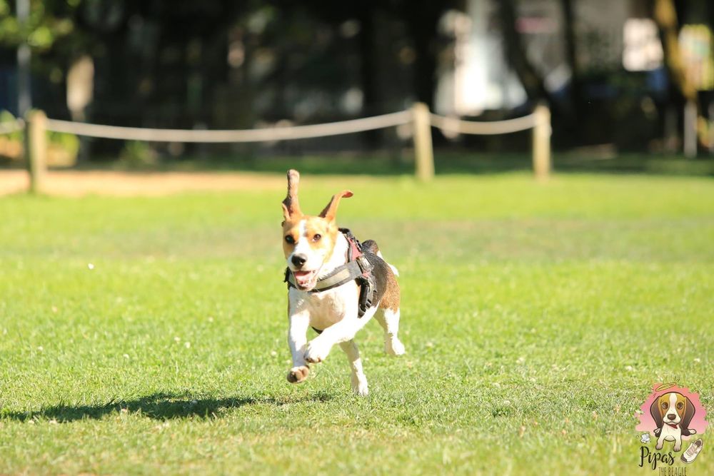 pipasthebeagle OnlyFans profile picture