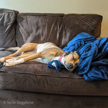 nelledogphine OnlyFans profile picture