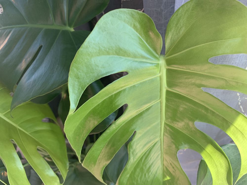 plants.4.you OnlyFans profile picture