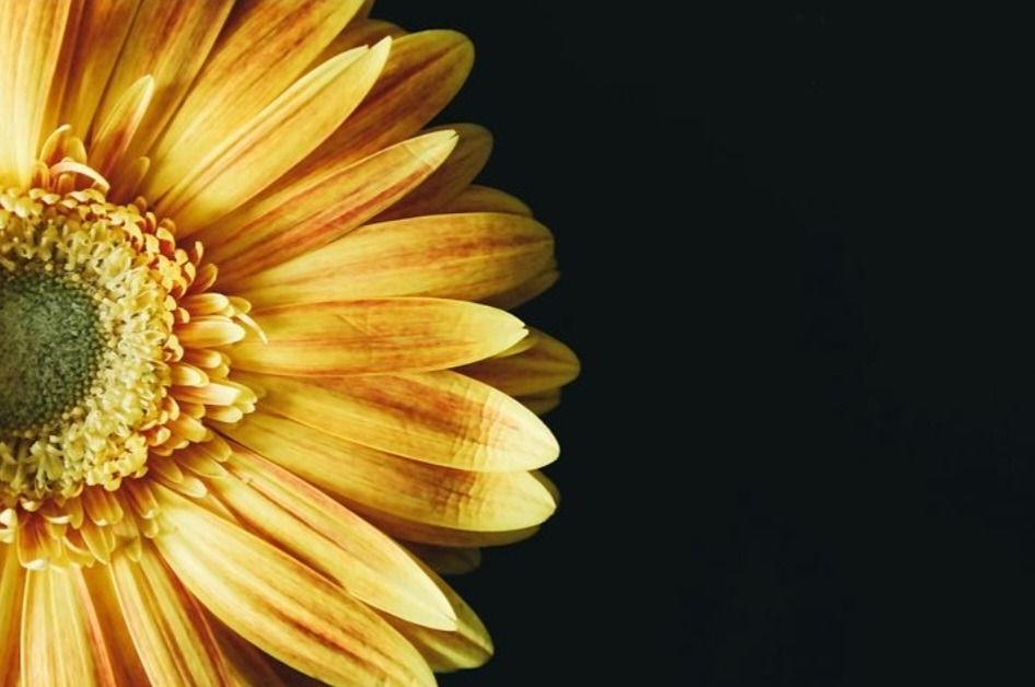 primesunflower OnlyFans profile picture