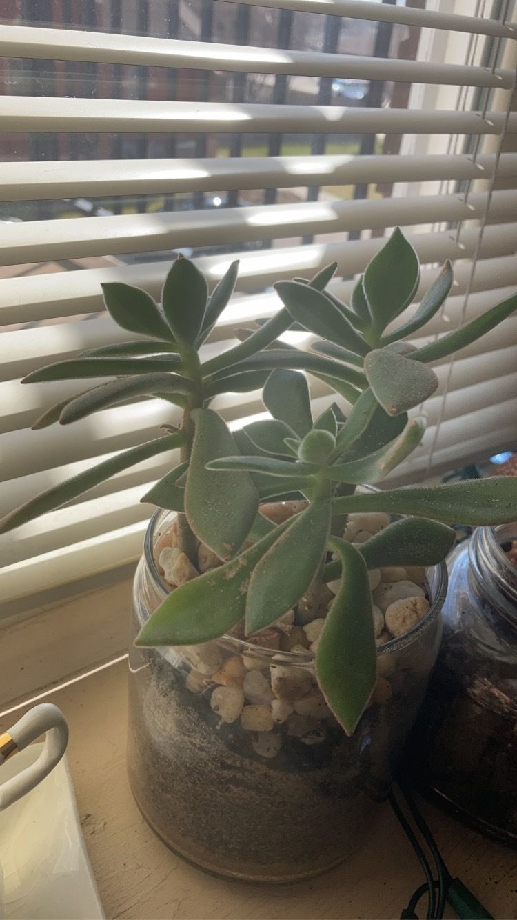succulentsuccubus2 OnlyFans profile picture