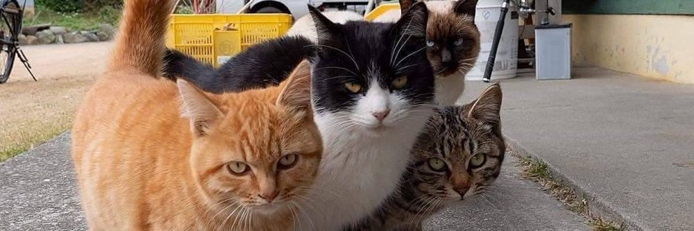 desperatehousecat OnlyFans profile picture