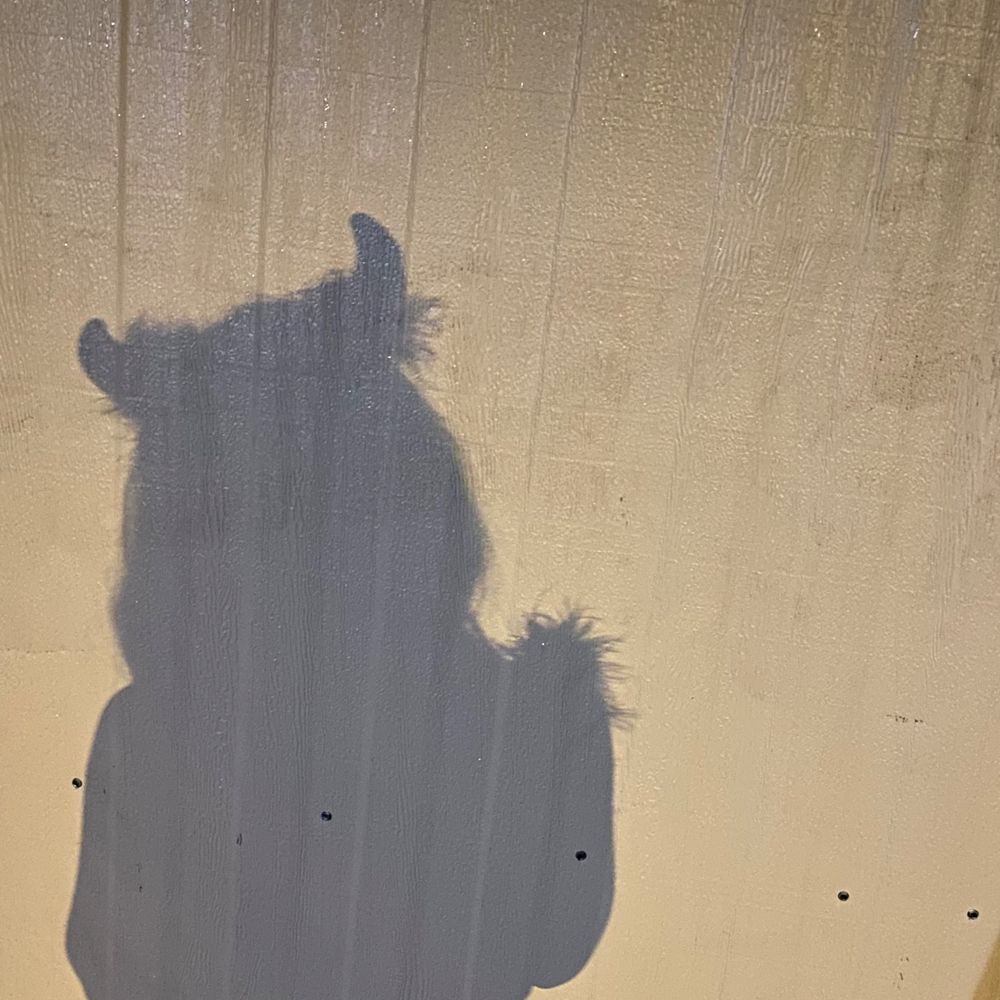 beaniebop OnlyFans profile picture