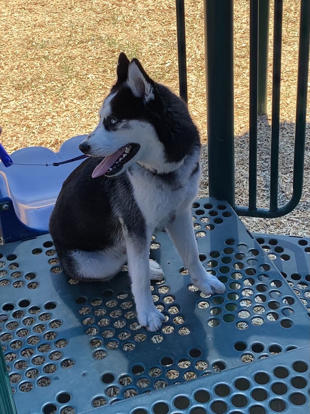 akirathehusky OnlyFans profile picture