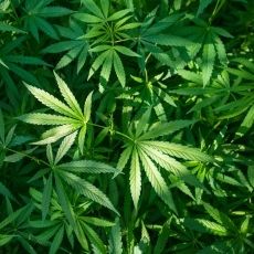 cannabi-tch OnlyFans profile picture