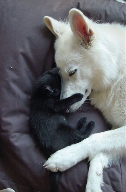 catanddogplay OnlyFans picture