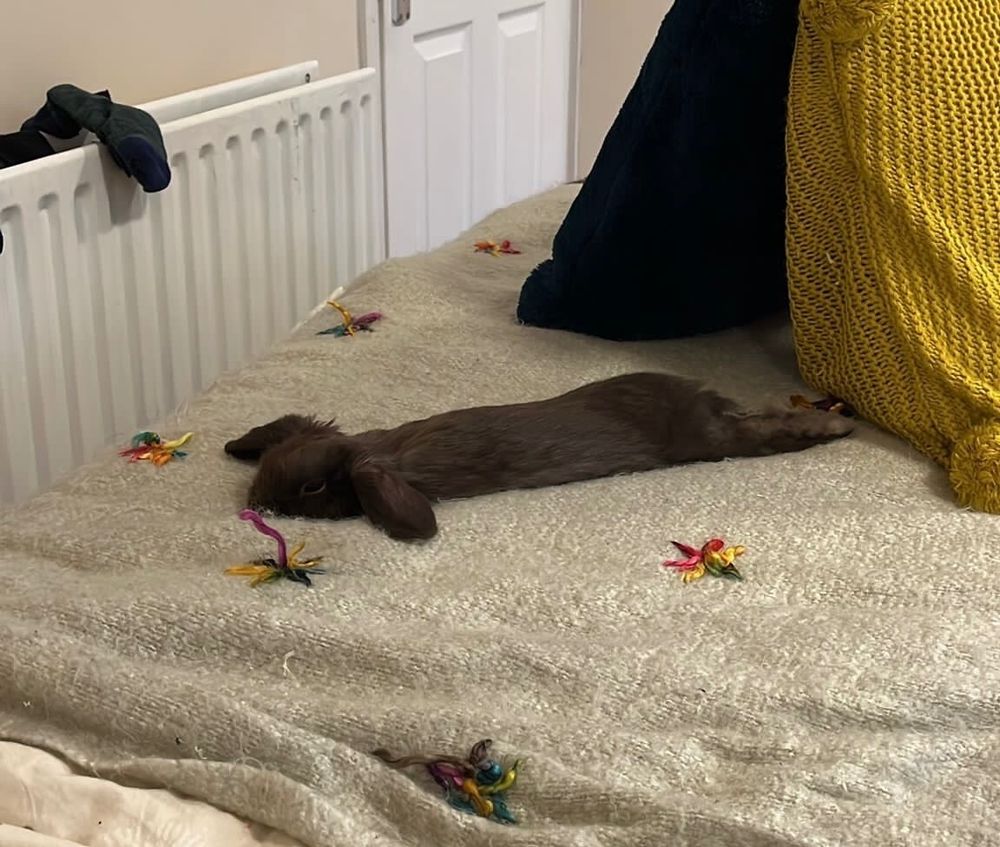 sammybunbun OnlyFans profile picture