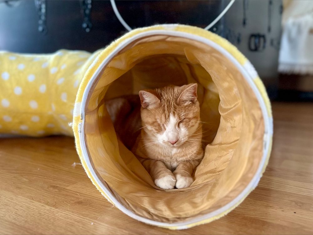 8cats9eyes OnlyFans profile picture
