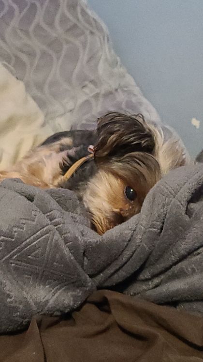 lookatmydog OnlyFans picture