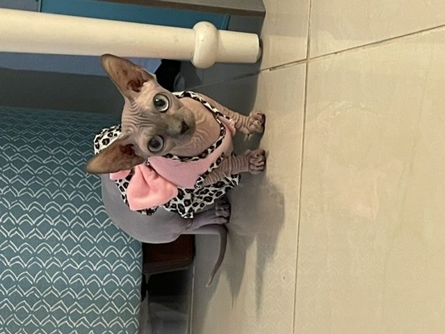 rachiek4 OnlyFans profile picture