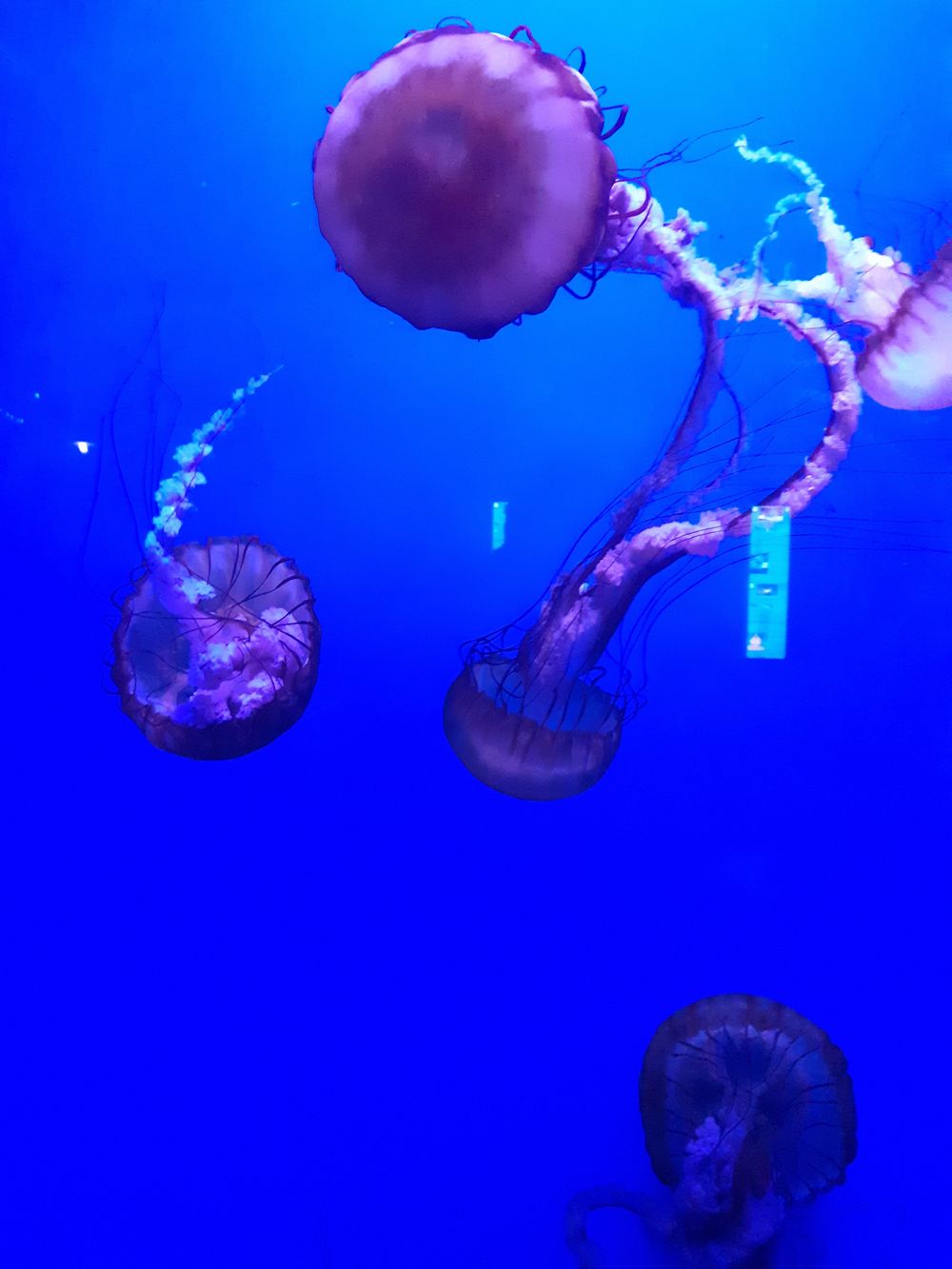 sammitheshroom OnlyFans profile picture