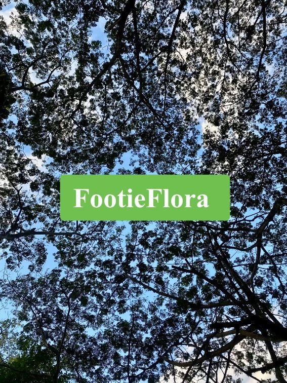 footieflora OnlyFans profile picture