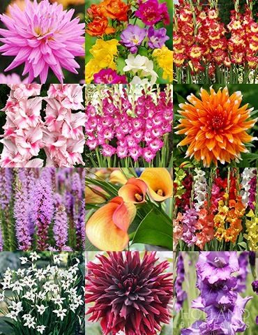 garden.addicts OnlyFans profile picture