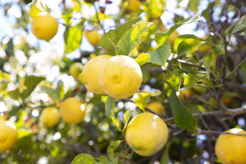 lemon.g1rl OnlyFans profile picture