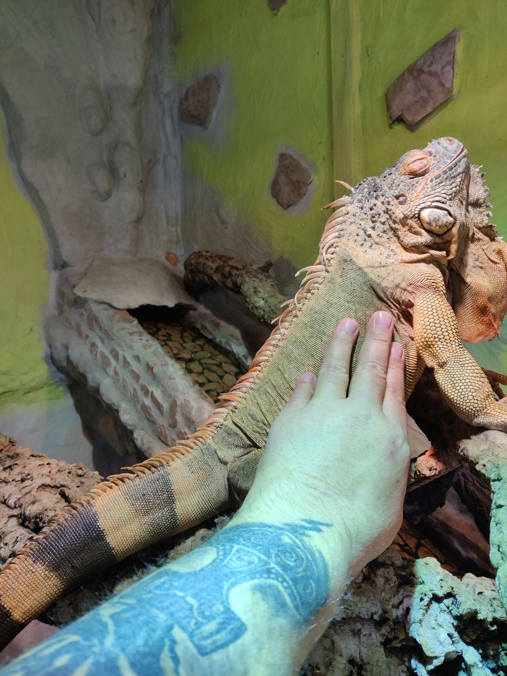 beppos.catsanddragons OnlyFans profile picture