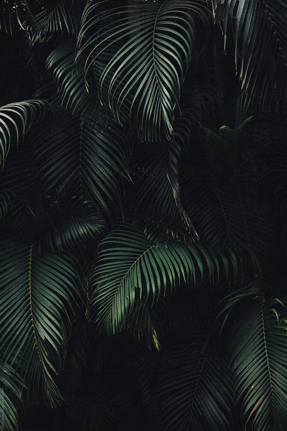 plantsandvisions OnlyFans profile picture