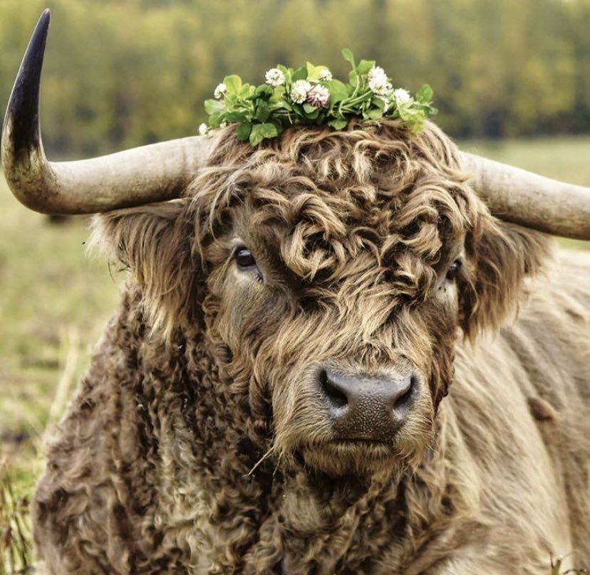 mooticulous OnlyFans profile picture