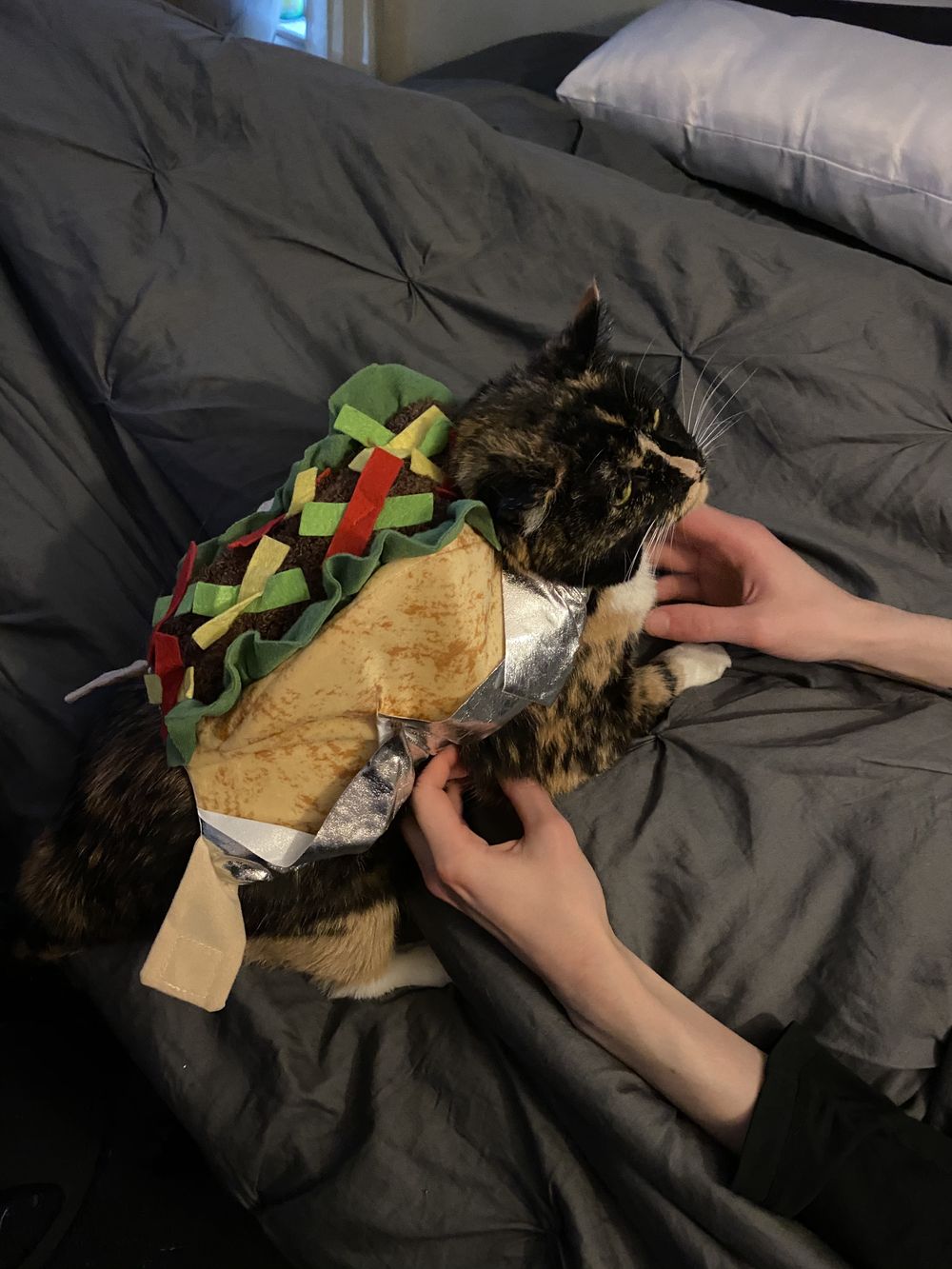 kittyautumn OnlyFans - Free Trial - Photos - Socials | FansMetrics.com