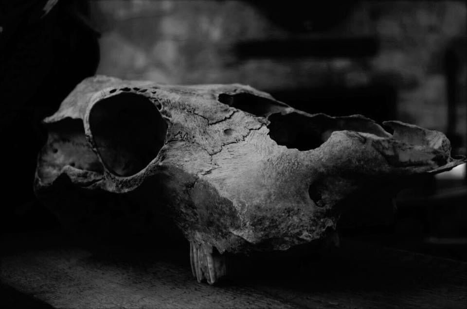 madeofbones OnlyFans profile picture
