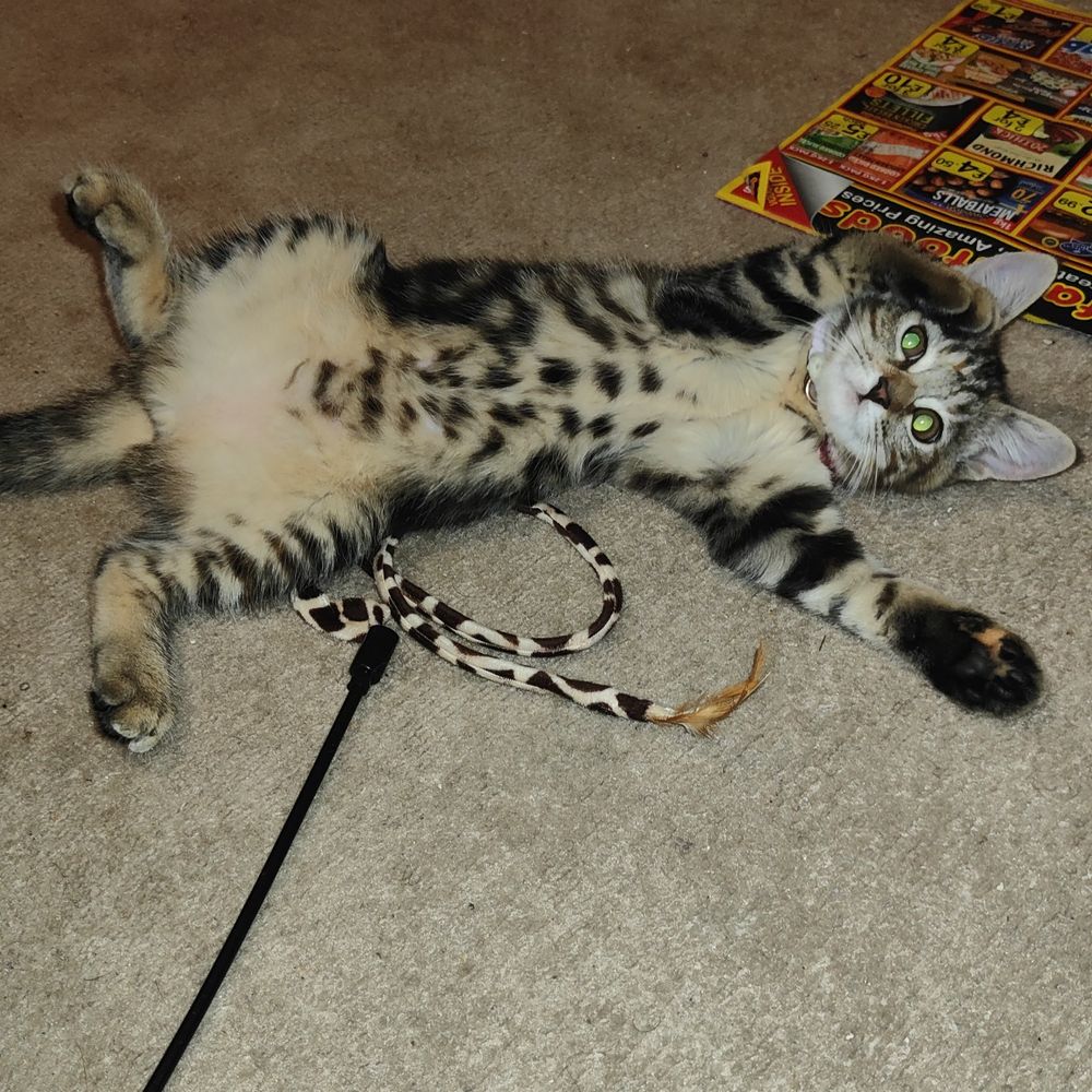 mewpaul OnlyFans profile picture