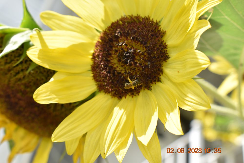 girasol801 OnlyFans profile picture