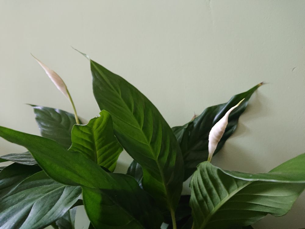 floweringlilly OnlyFans profile picture