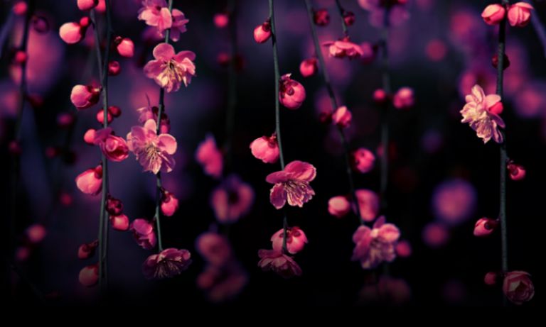 wildflower046 OnlyFans profile picture