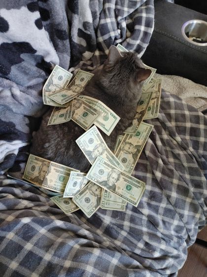 my7cats OnlyFans picture