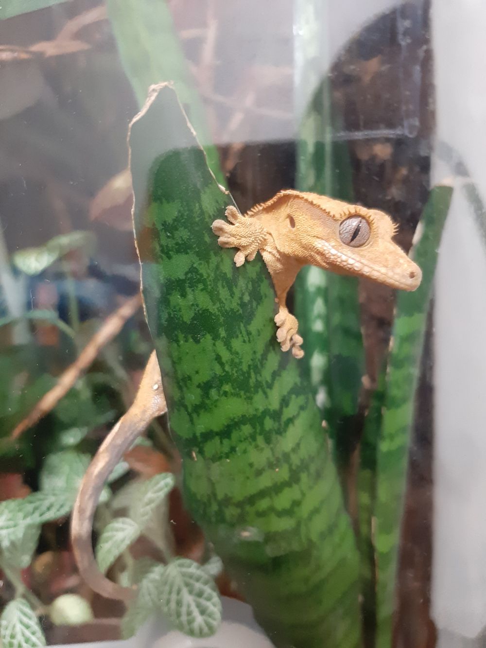 ravencutiie OnlyFans profile picture