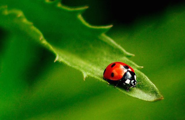 lilladybug124 OnlyFans profile picture