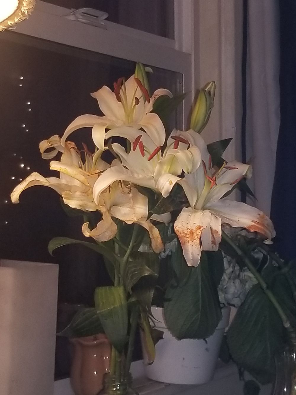 fallenveil OnlyFans profile picture