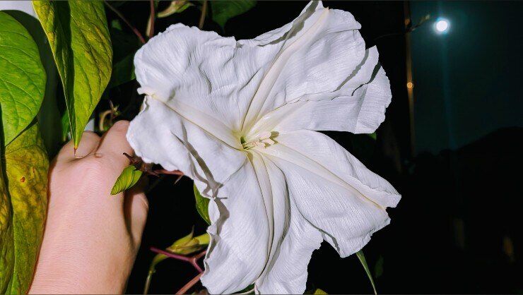 maramoonflower OnlyFans profile picture